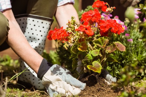 A person wearing gardening gloves is planting or tending to a vibrant red geranium in a garden bed with dark, moist soil. Surrounding the plant, there are various other flowering plants and green foliage, indicating a lush, well-maintained outdoor space. The garden features a mix of flower beds bordered by soil and paving stones, with a dense hedge or shrubbery in the background. The environment suggests a calm, sunny day with natural daylight illuminating the scene, and the overall setting appears to be a typical residential garden in Poplar, suitable for maintenance and gardening services such as planting, weeding, and general lawn care. Gardening Services Poplar's expertise is implied in the care taken with the planting process, contributing to the vibrant and tidy appearance of this landscaped outdoor area.