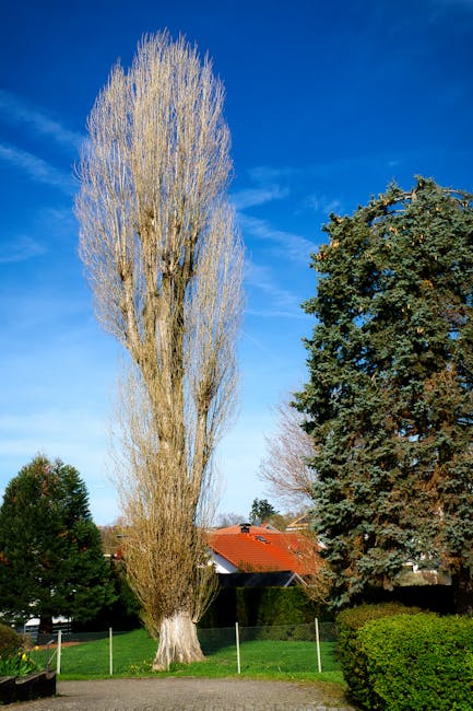 A neatly landscaped garden featuring a gently sloping grassy hill with well-maintained, lush green turf, and a row of tall, narrow trees with dense foliage flowering with white blossoms, evenly spaced